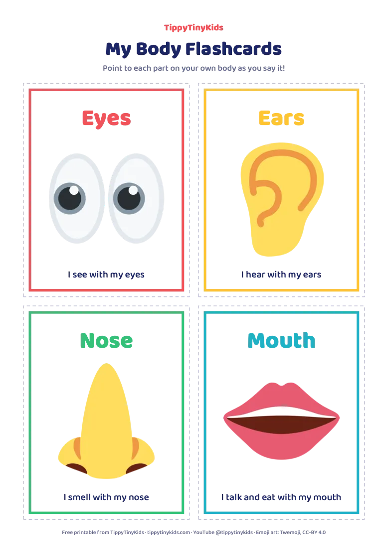 Preview of the My Body Flashcards printable